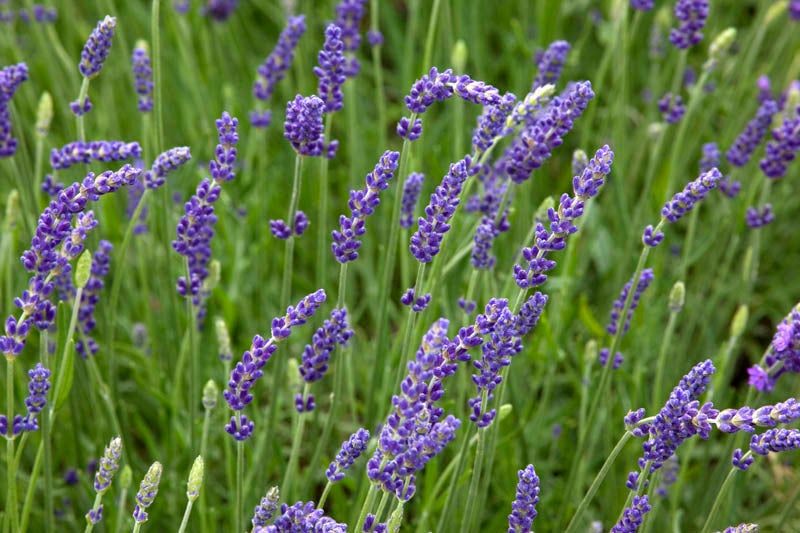 How to Care for and Harvest Lavender Plants - Dengarden